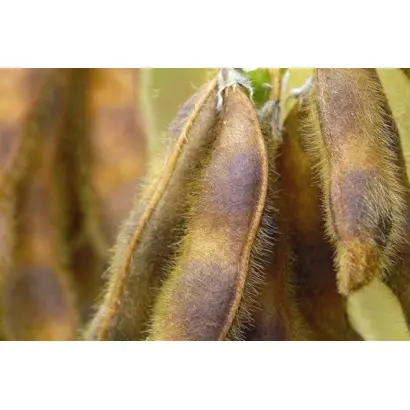 RGT SIROCA / РЖТ СІРОКА