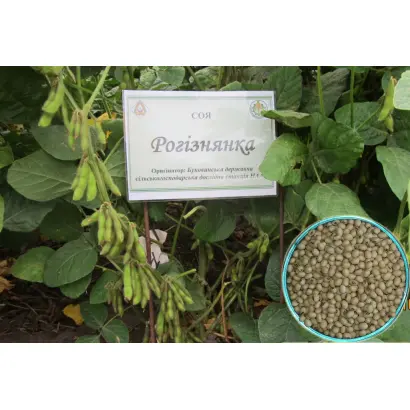 Рогізнянка