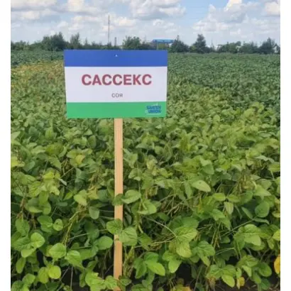 Sussex / Сассекс