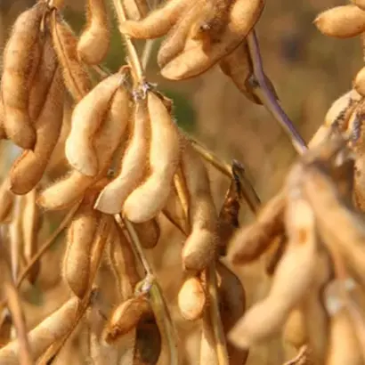 Sahara / Сахара