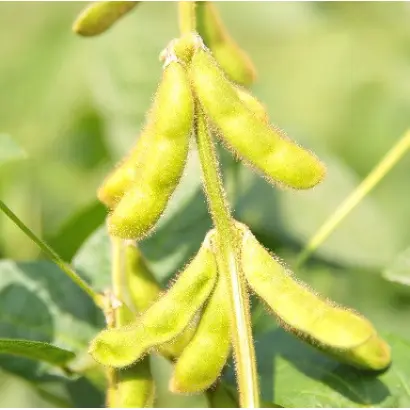 SG Kea / СГ Кеа