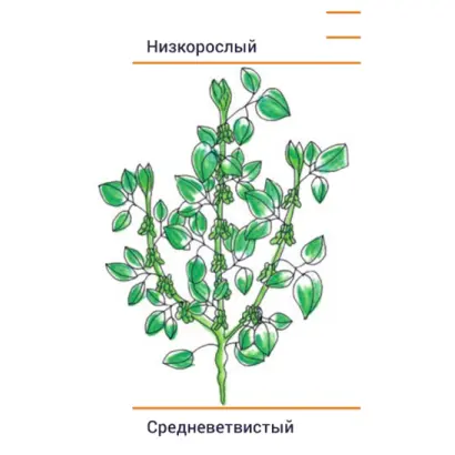 Siberia / Сіберія