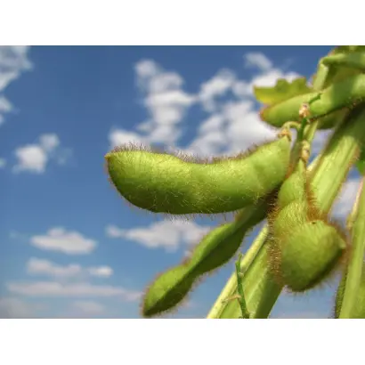 Sigalia / Сігалія