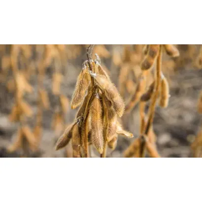 Silvia PZO / Сільвія ПЗО