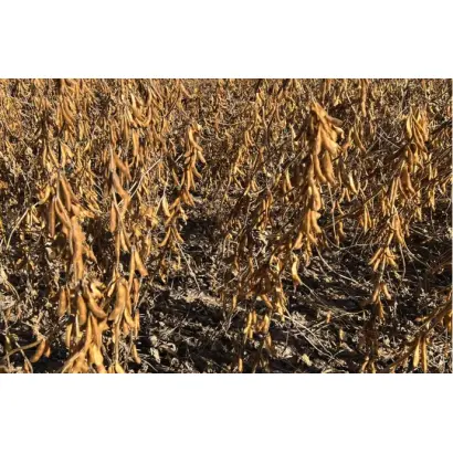 SIRELIA / СІРЕЛІЯ