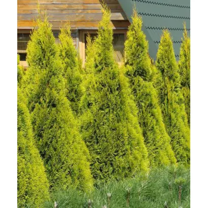 Smaragd / Смарагд