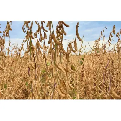 STINE 12N23 / СТАЙН 12Н23