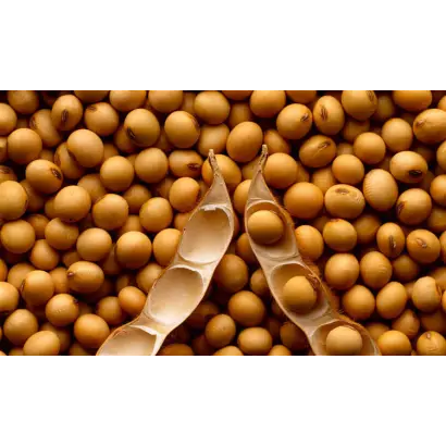 Amadeus / Амадеус