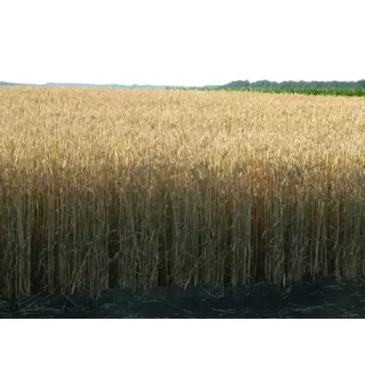 Balaton / Балатон