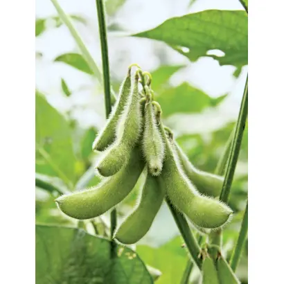 Bohemians / Богеміанс