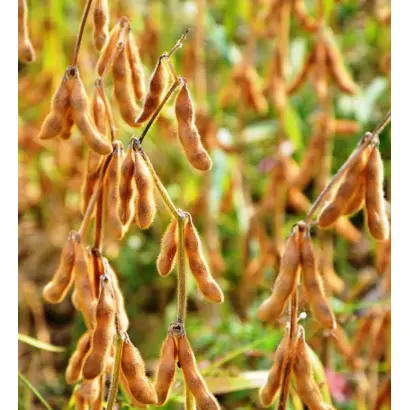 ES ADVISOR / ЕС АДВАЙЗЕР