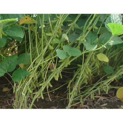 ES TRIBOR / ЕС ТРІБОР