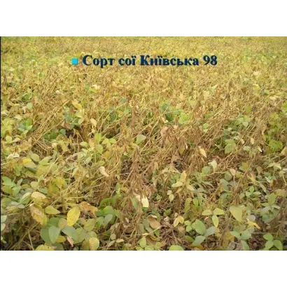 Київська 98