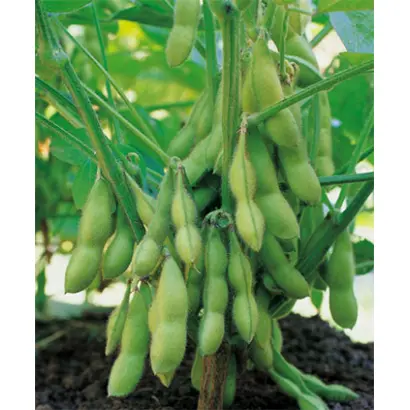 Moravia / Моравія