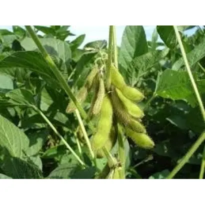 ОАС Champion / ОАС Чемпіон