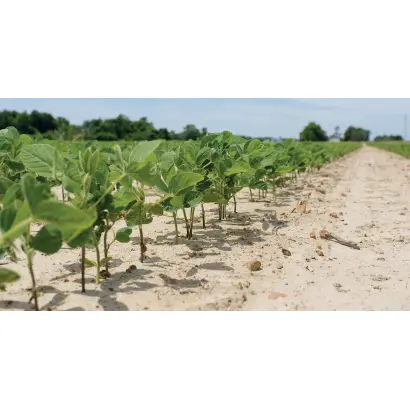 OAC Calypso / ОАЦ Каліпсо