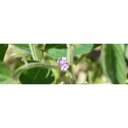 Opaline / Опалін