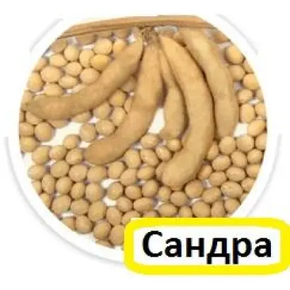 Сандра