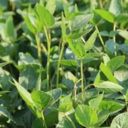 SG SR Picor / СГ СР Пікор