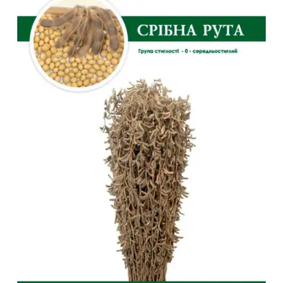 Срібна Рута