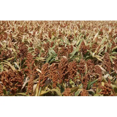 Херсонская 908 / Херсонська 908