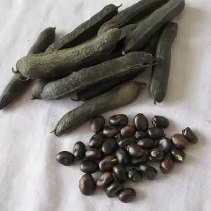 Чорнобурая / Чорнобура