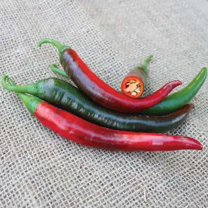 Jafar / Джафар