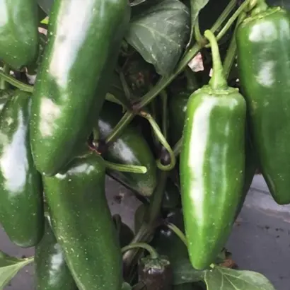 Cuatrero / Куатреро