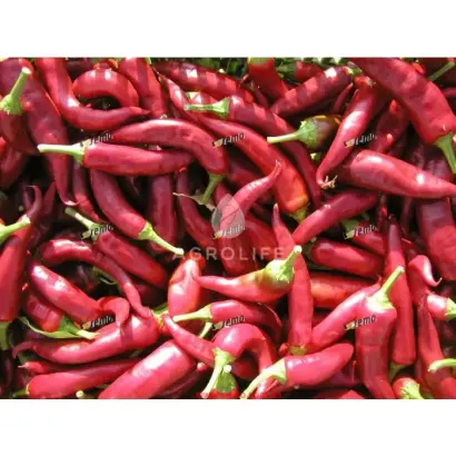 Ohnivec / Огнівец