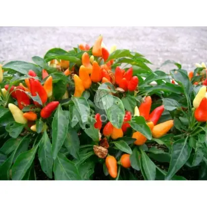 Oraneta / Оранета