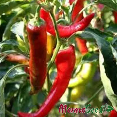 Poseidon / Посейдон