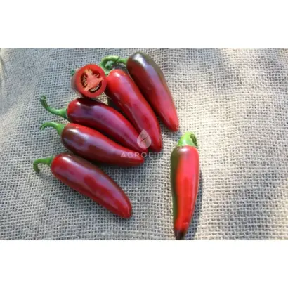 Ragnar / Рагнар