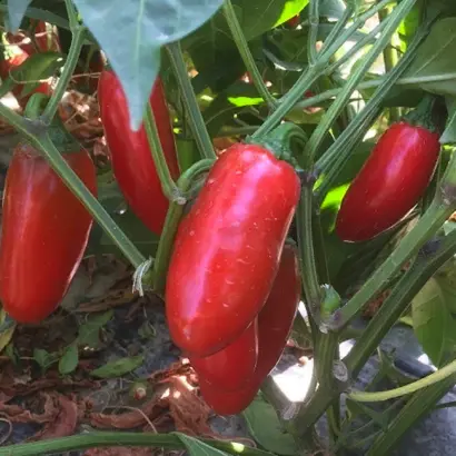 Forajido / Форахідо