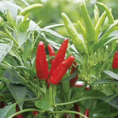 High Fly / Хай Флай