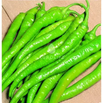 Ilica / Ілліча