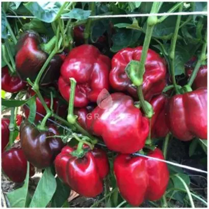 Almirante / Алміранте