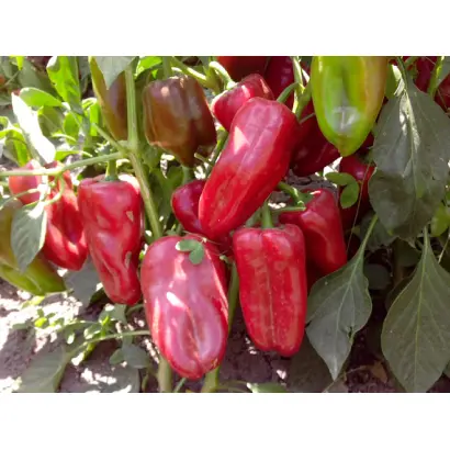 Amaretta / Амаретта