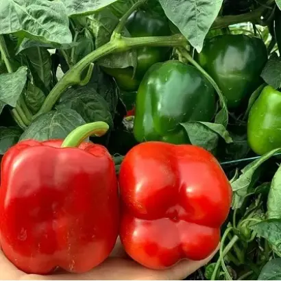 AMAROK / АМАРОК