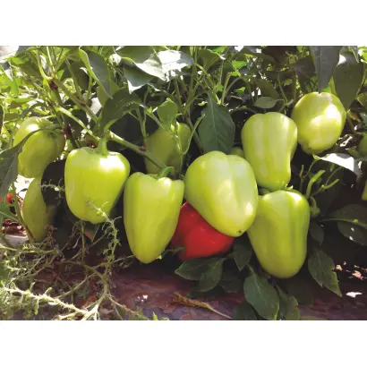 Anetta / Анетта