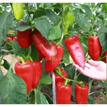 Ariadni / Аріадні