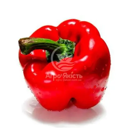 Banckers / Банкерс