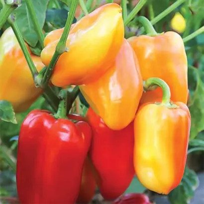 Barbie F1 / Барбі F1