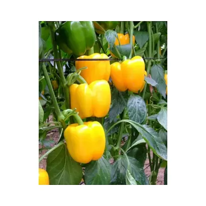 Bachata / Бачата