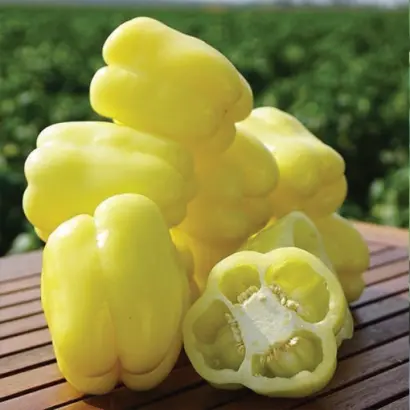 Belladonna F1 BS / Белладонна F1