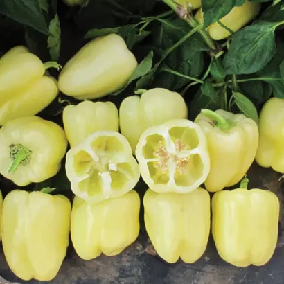 Blancina / Бланчіна