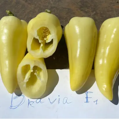 Bravia / Бравія