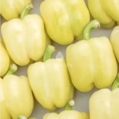 Burabella / Бурабелла