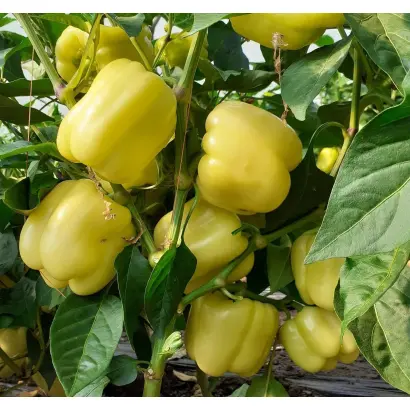 Valahia / Валахія