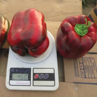 Vanguard / Вангард