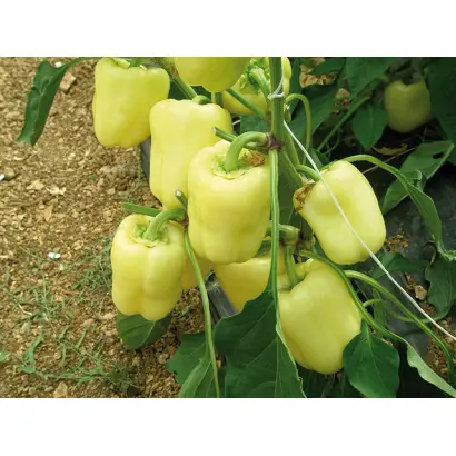 Vedrana / Ведрана